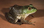 bullfrog_female.jpg